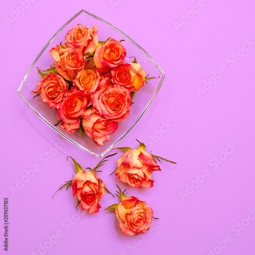 Fresh Roses on pink background. Minimal