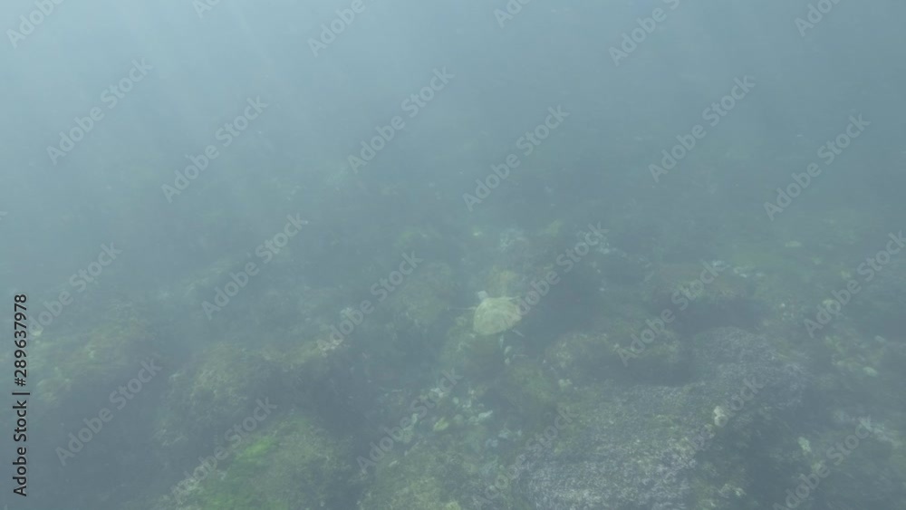 Wild green sea turtles swimming in ocean up close LOG footage Wild green sea turtles swimming in ocean up close LOG footage