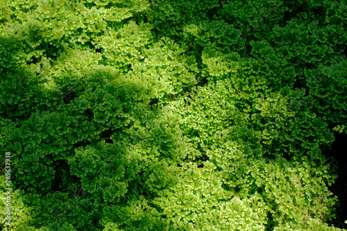 Wallpaper Mural green leaf background Torontodigital.ca