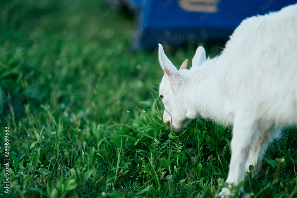 goat on green grass