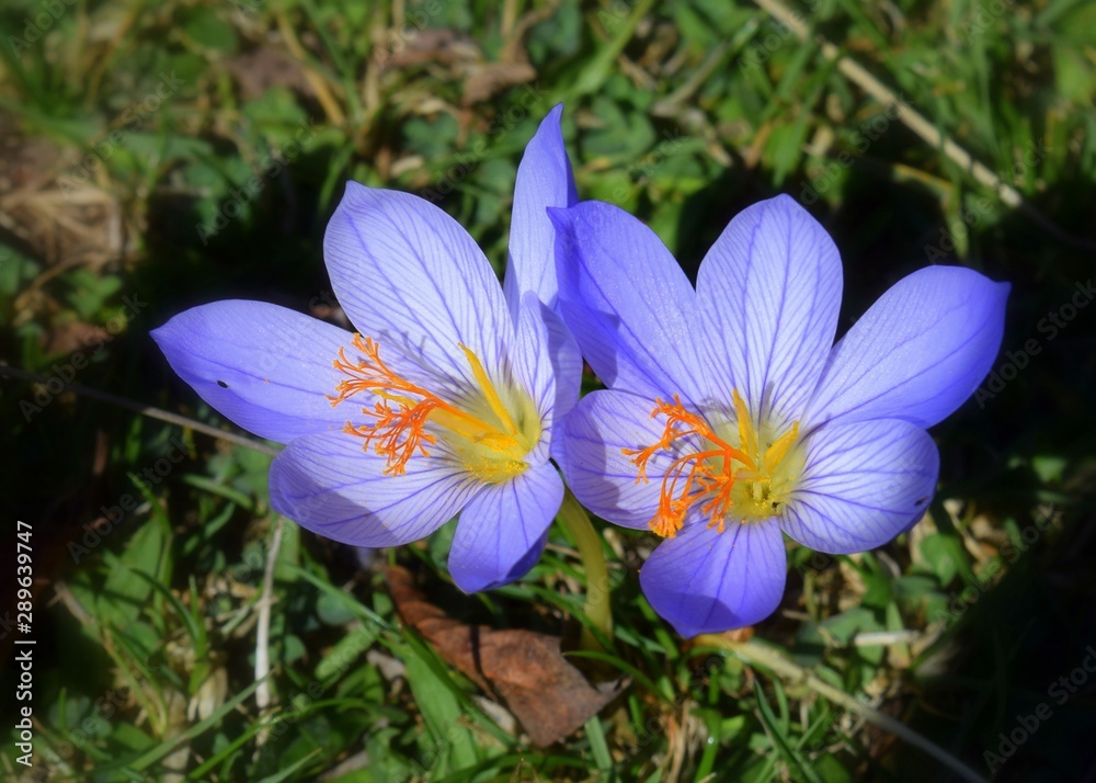 Fototapeta premium crocus in spring