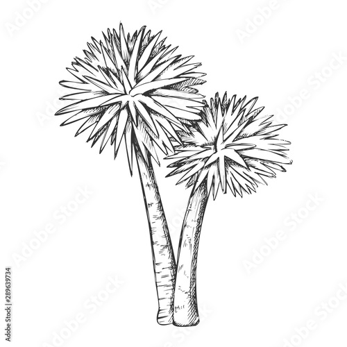 Sabal Palm Exotic Tropical Trees Monochrome Vector. Seashore Large Palm Cocos Nucifera. Warm Climate Wild Nature Botany Coco Plant Layout Designed In Retro Style Black And White Illustration