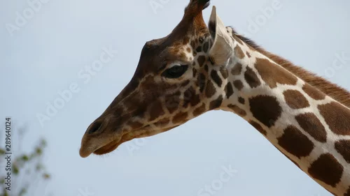Obraz Giraffa. Mammifero artiodattilo africano
