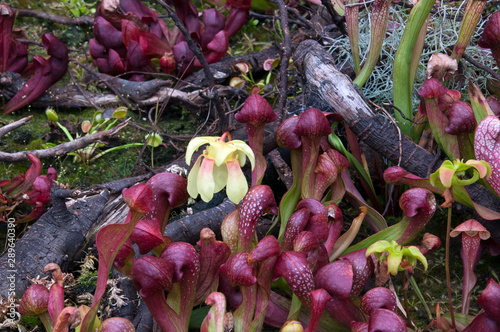 Sydney Australia, delicate yellow flower of a crimson pitcher plant photo