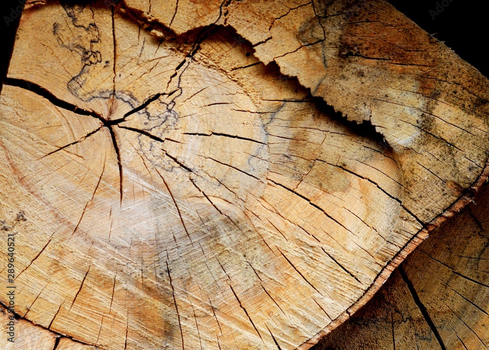 Naklejka premium texture of wood