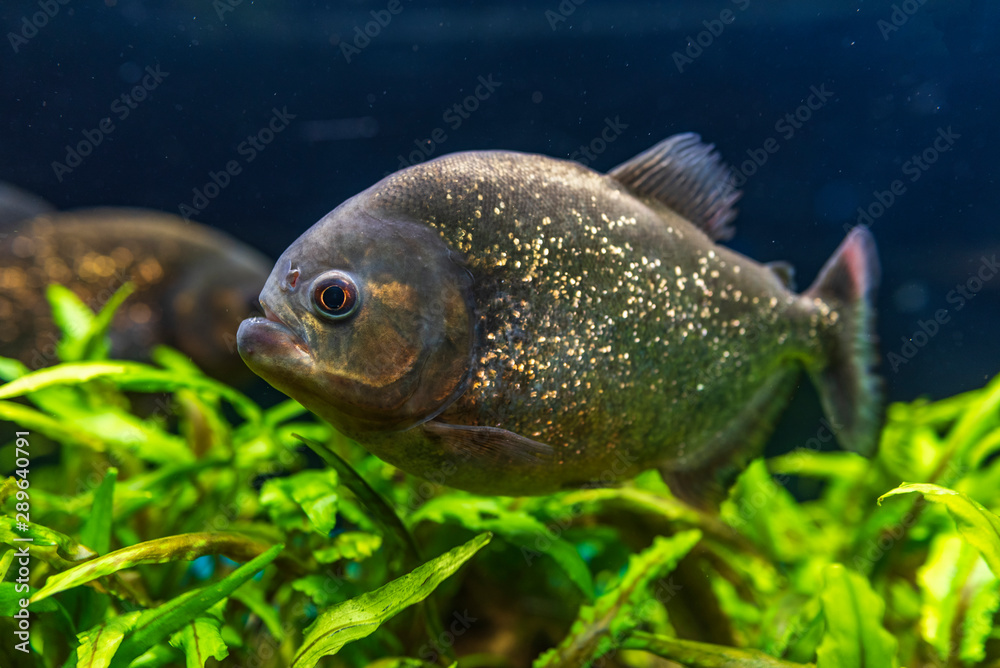 Red Bellied Piranha Pygocentrus Altus Danger Fish In The Water Floating Predatory Animal In River Habitat Amazon Brazil Stock Photo Adobe Stock Red Bellied Piranha Pygocentrus Altus Danger Fish In The Water Floating Predatory Animal In River Habitat Amazon Brazil Stock Photo Adobe Stock