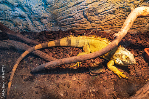 Close up photo of a Central American green iguana.