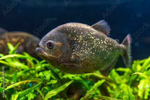 Red-bellied piranha, Pygocentrus altus, danger fish in the water. Floating predatory animal in river habitat, Amazon, Brazil.