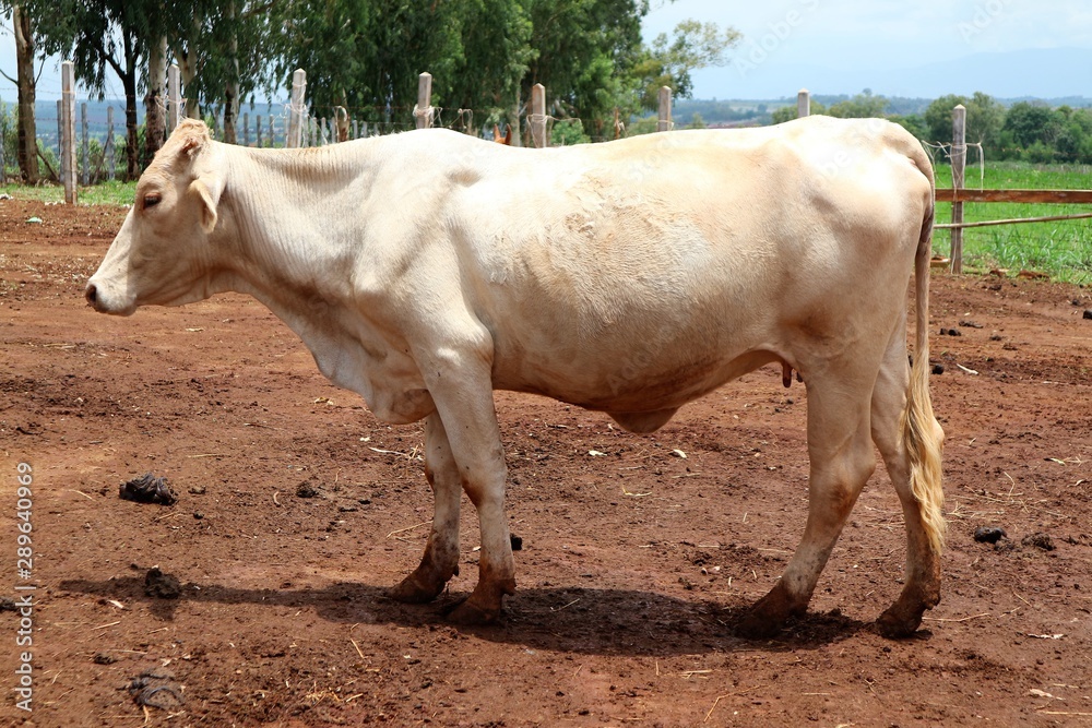 Thai cows are in the countryside, walking near Thai cows are in the countryside, walking near