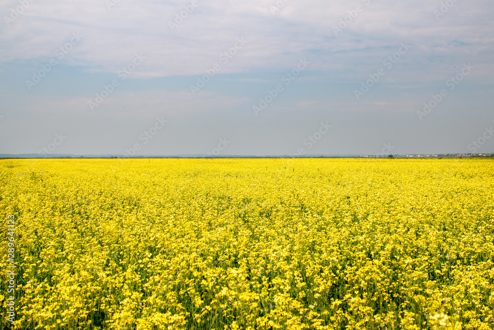 Blooming rapeseed field. Beautiful view of the blue sky Blooming rapeseed field. Beautiful view of the blue sky