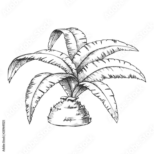 Low Bottle Palm Tropical Tree Monochrome Vector. Decorative Exotic Rainforest Palm Leaves Plant. Nature Botany Hyophorbe Lagenicaulis Template Hand Drawn In Vintage Style Black And White Illustration photo