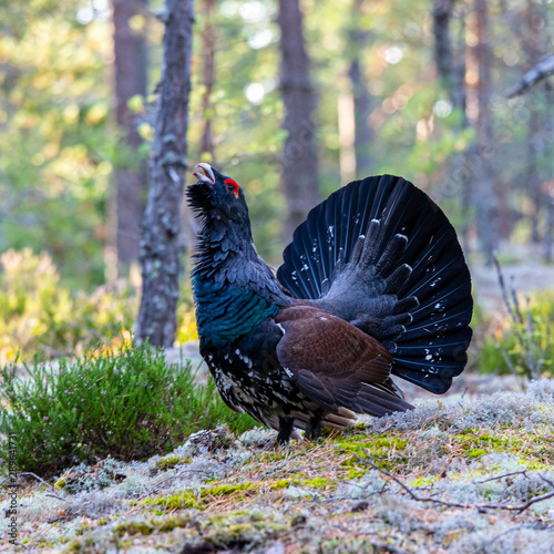 capercaillie in forest