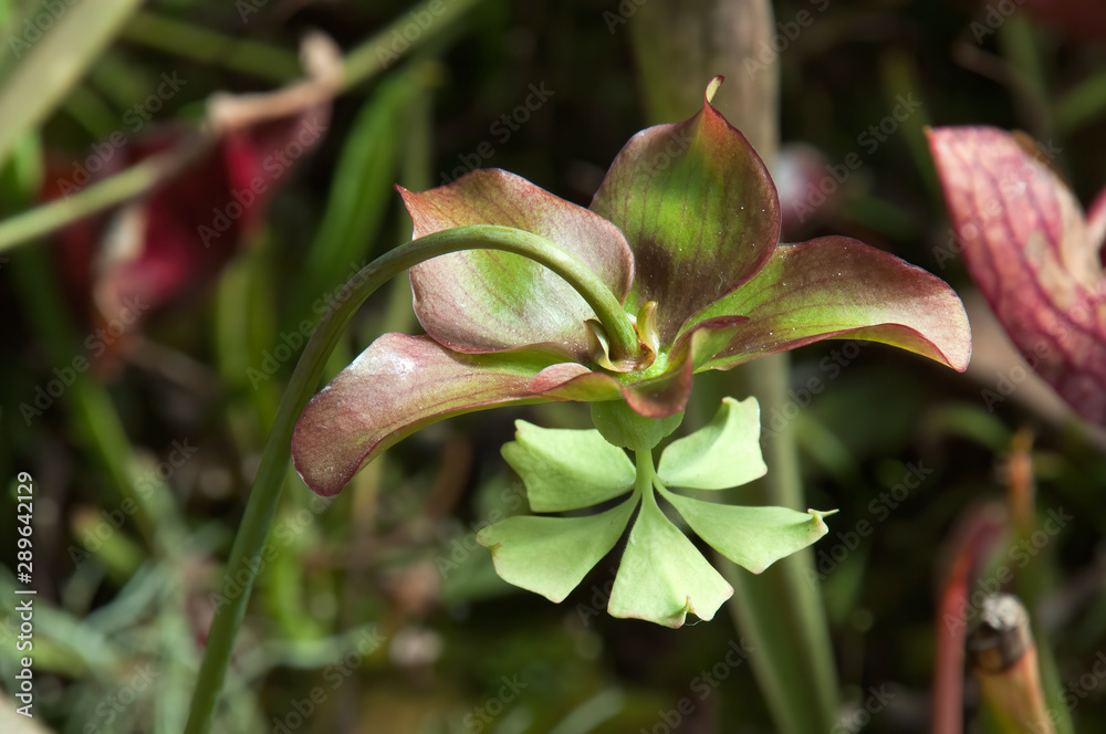 Sydney Australia, Sarracenia or pitcher plant flower Sydney Australia, Sarracenia or pitcher plant flower