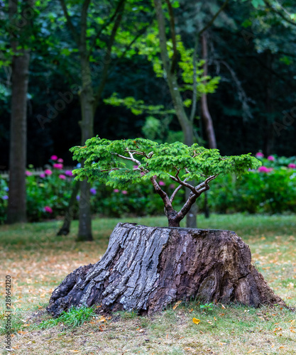 tree in the garden