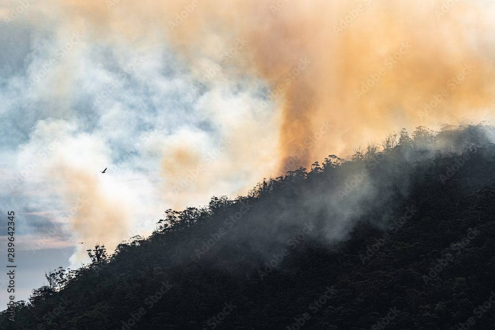 Backburning on the Knocklofty Reserve in Hobart, Tasmania