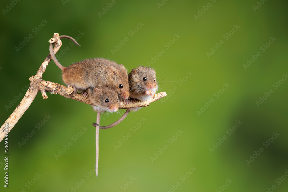 ADorable and Cute harvest mice micromys minutus on wooden stick with neutral green background in nature