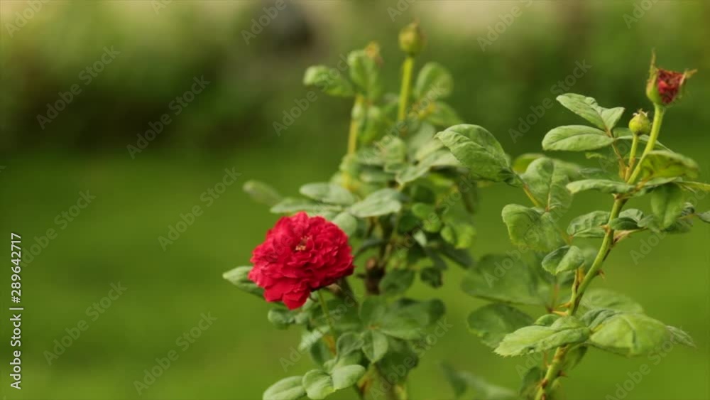 Close-Up Of Red Flowering Plant In The Garden Close-Up Of Red Flowering Plant In The Garden