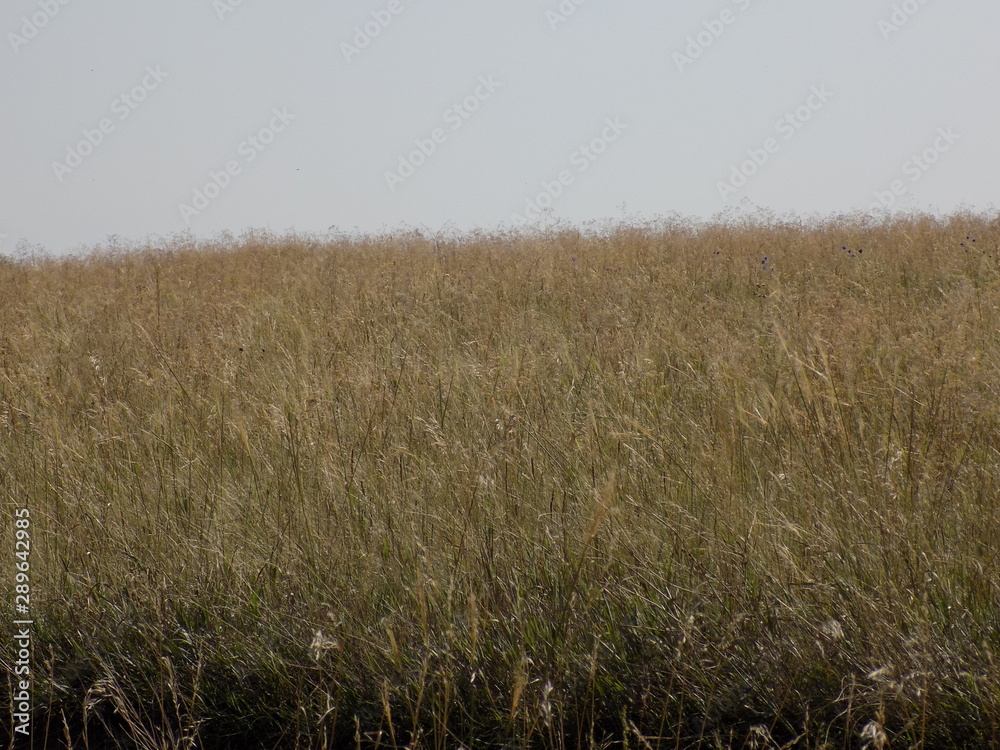 Obraz premium Summer. Fields, grass, meadows. High blue summer sky. Beautiful summer landscape.