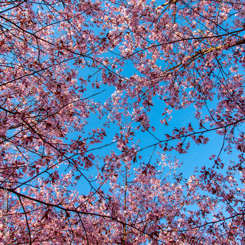cherry tees in spring cherry tees in spring
