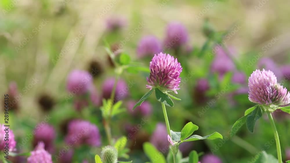 Flowering red clover summer day in the meadow Flowering red clover summer day in the meadow