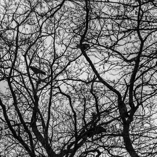 silhouette of a tree and birds