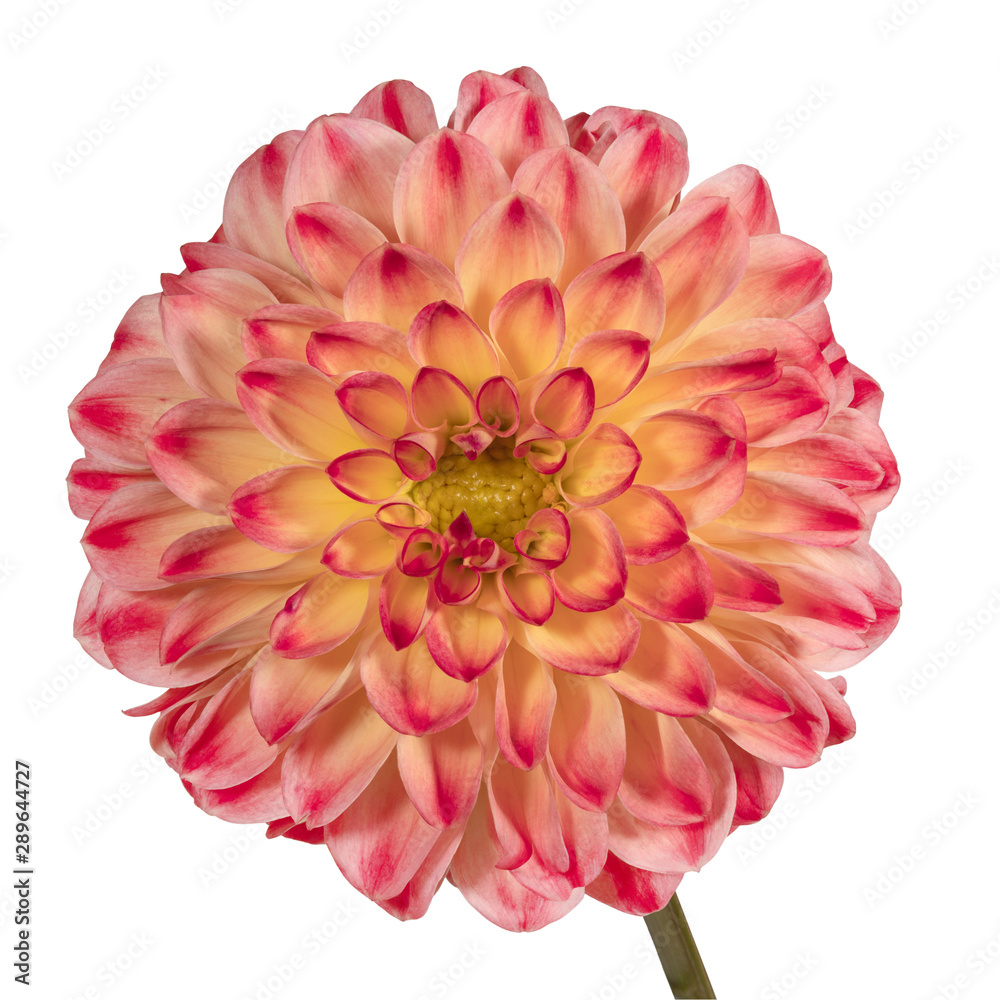 Pink dahlia flower on a white background. Front view