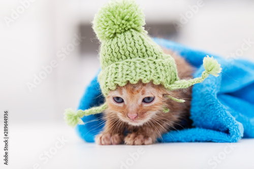 Cute kittten resting after bath rolled in a towel photo