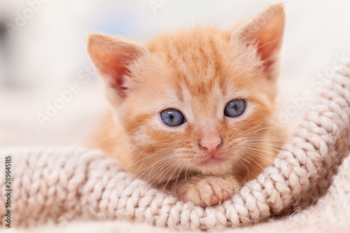 Cute ginger kitten looking in the camera - close up