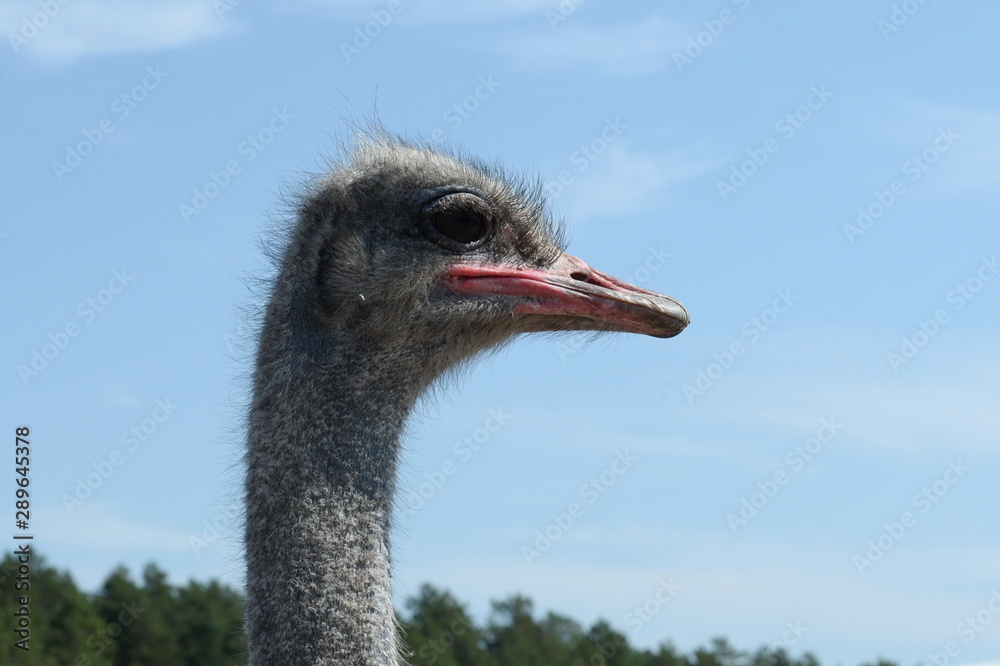 Fototapeta premium African ostriches on an ostrich farm