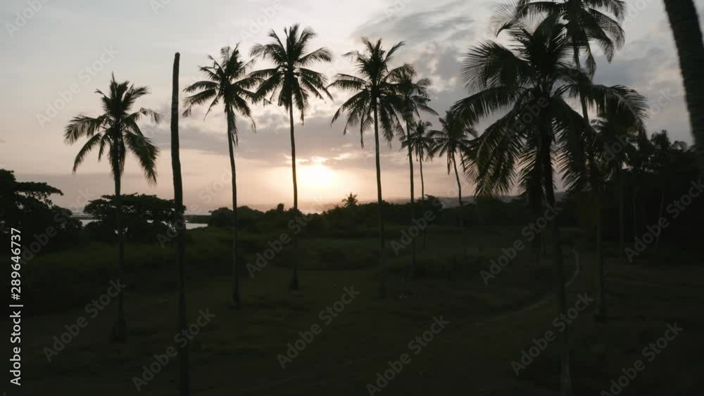 Forward drone shot of some palm trees with the ocean in the background, during sunset Forward drone shot of some palm trees with the ocean in the background, during sunset