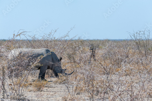 One out of a group of four white Rhinoceros -Ceratotherium simum- standing on a barren plain in Etosha National Park, Namibia.
