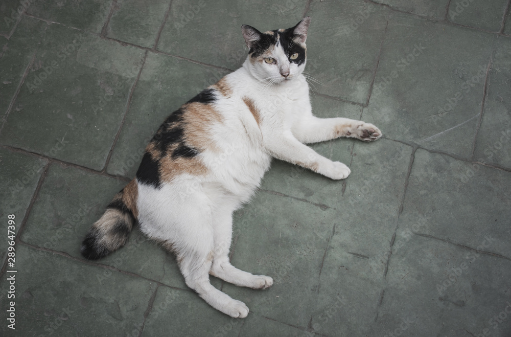 The time when the cat has cute colored dots in the morning.