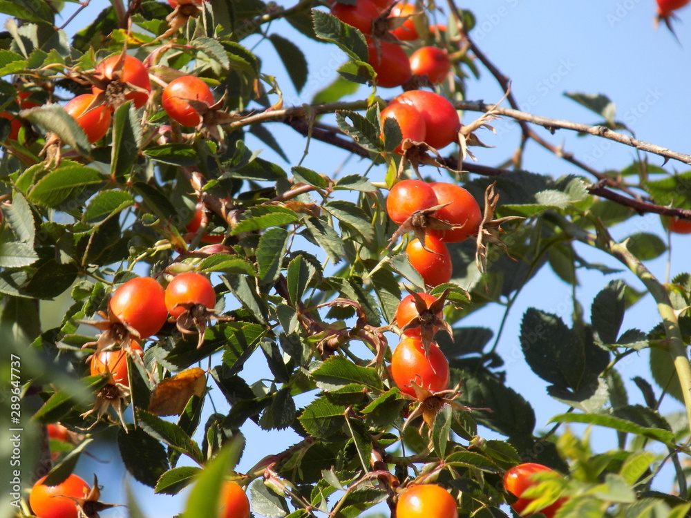 Summer Sunny day. Ripe rose hips-a source of vitamin C. Bunches of red berries hanging on the thorny branches of the plant.