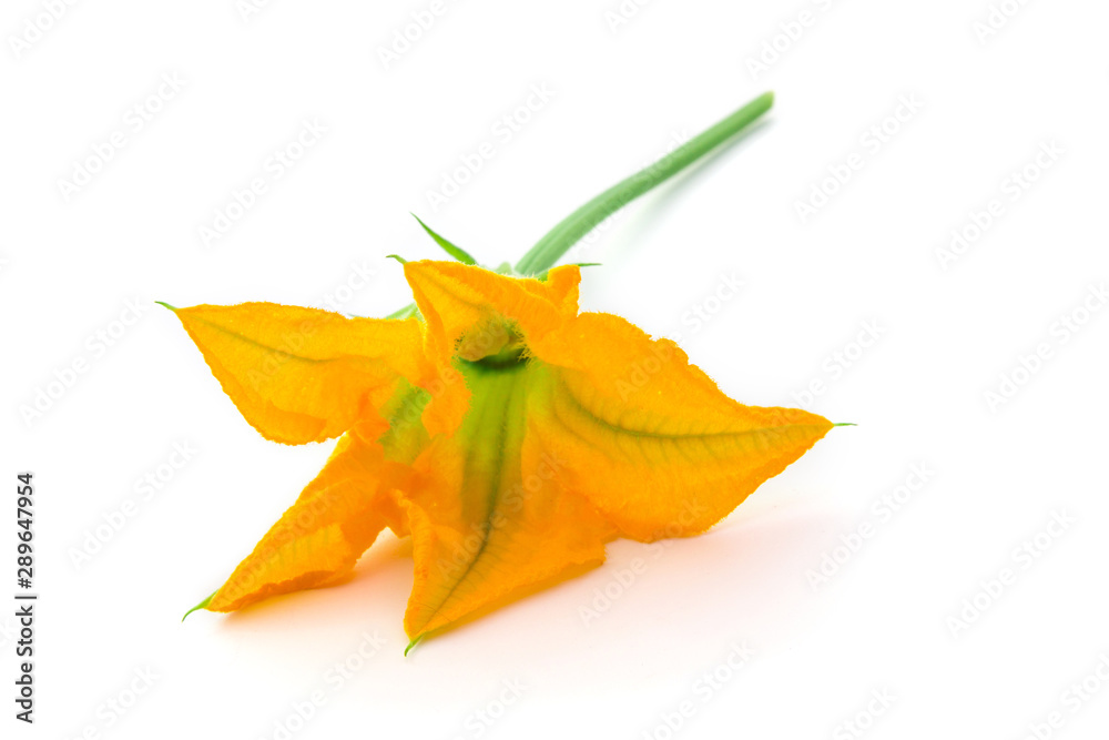 Fototapeta premium Fleur de courgette