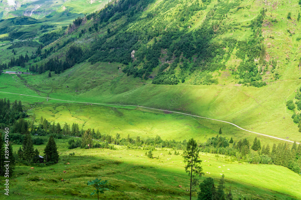 Alpine valley with frash green grass and grazing cows in the distance