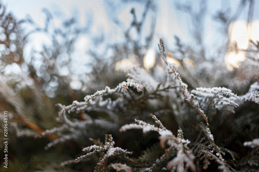 Background from pine iced tree branches with morning frost, seasonal holiday image. Macro, soft focus, selective focus Background from pine iced tree branches with morning frost, seasonal holiday image. Macro, soft focus, selective focus