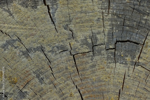 gray wood texture from cut on a dry wood log