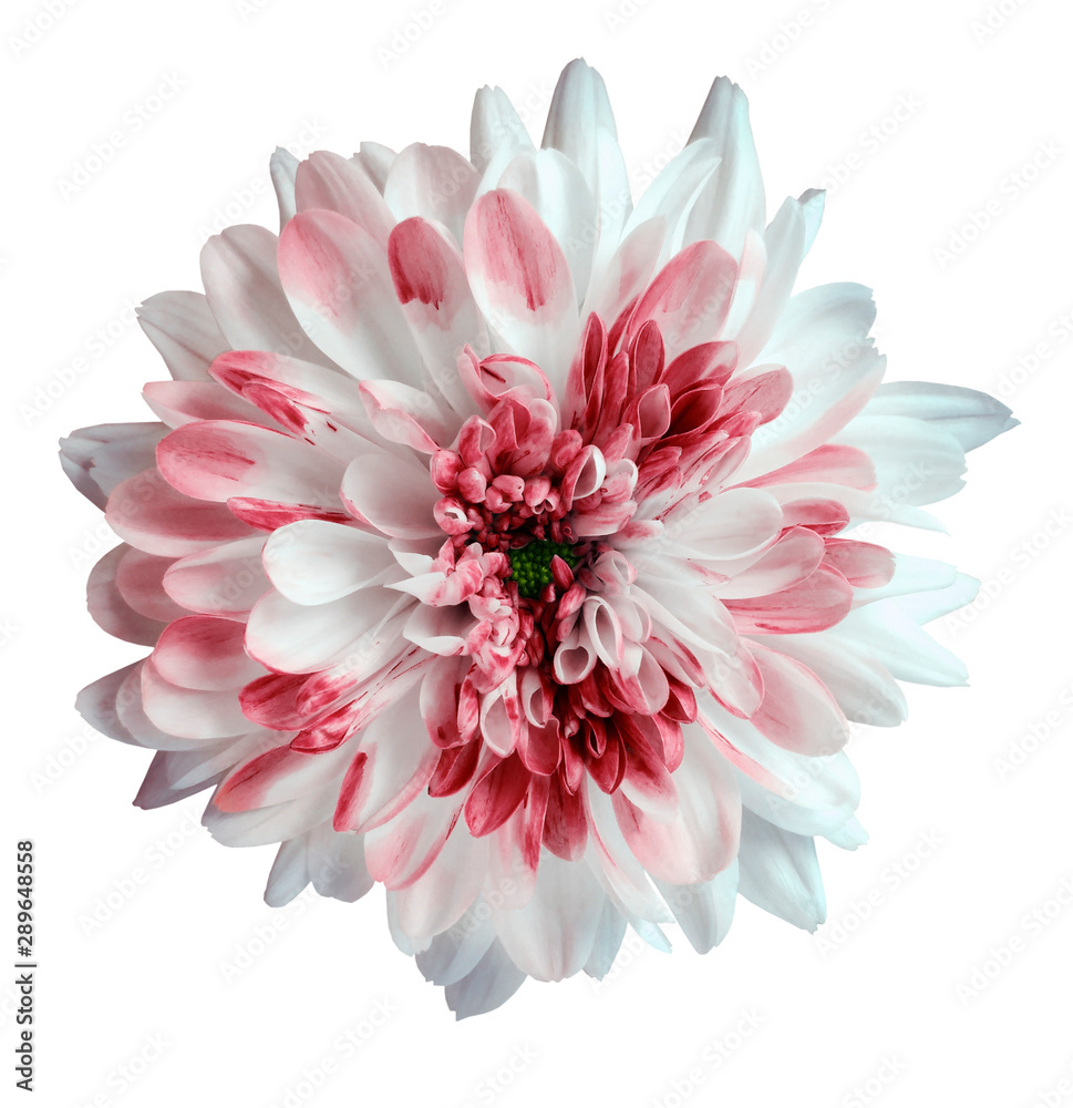 white and red dahlia flower, white isolated background with clipping path.   Closeup.  no shadows.  For design.  Nature.