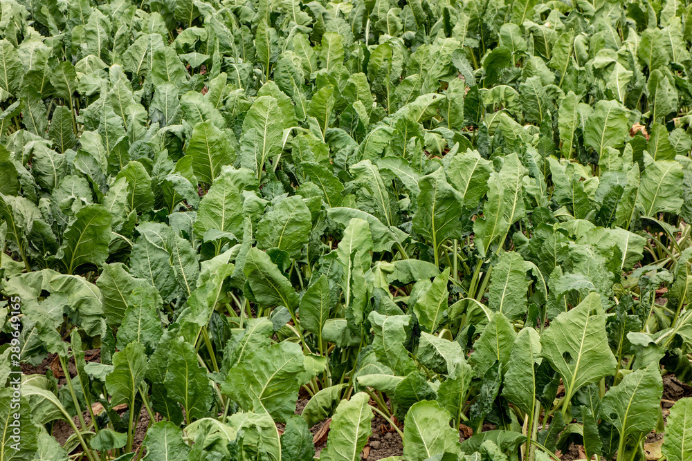 Background texture of a field with sugar beet (beta vulgaris) in Czech Republic Background texture of a field with sugar beet (beta vulgaris) in Czech Republic