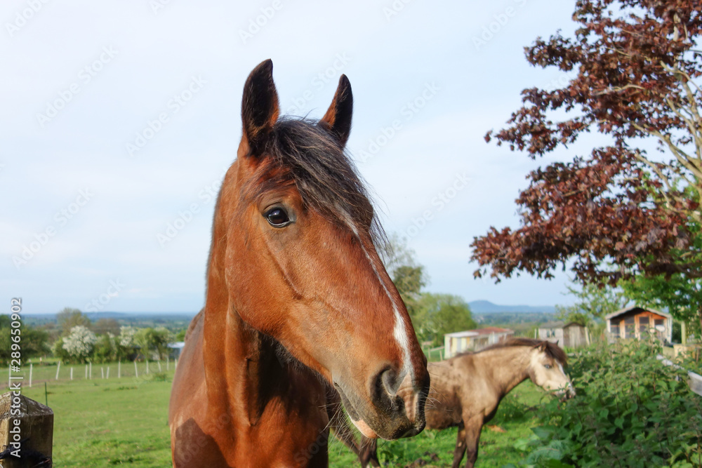 Obraz premium A portrait of a horse with a pony in the background. 