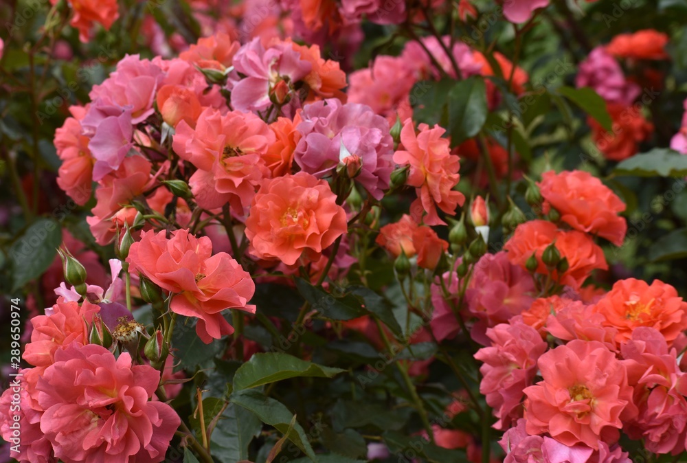 orange roses in the garden