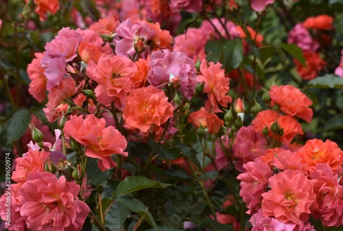 orange roses in the garden