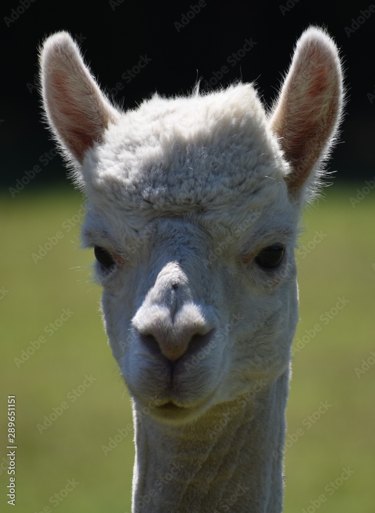 alpaca in profile