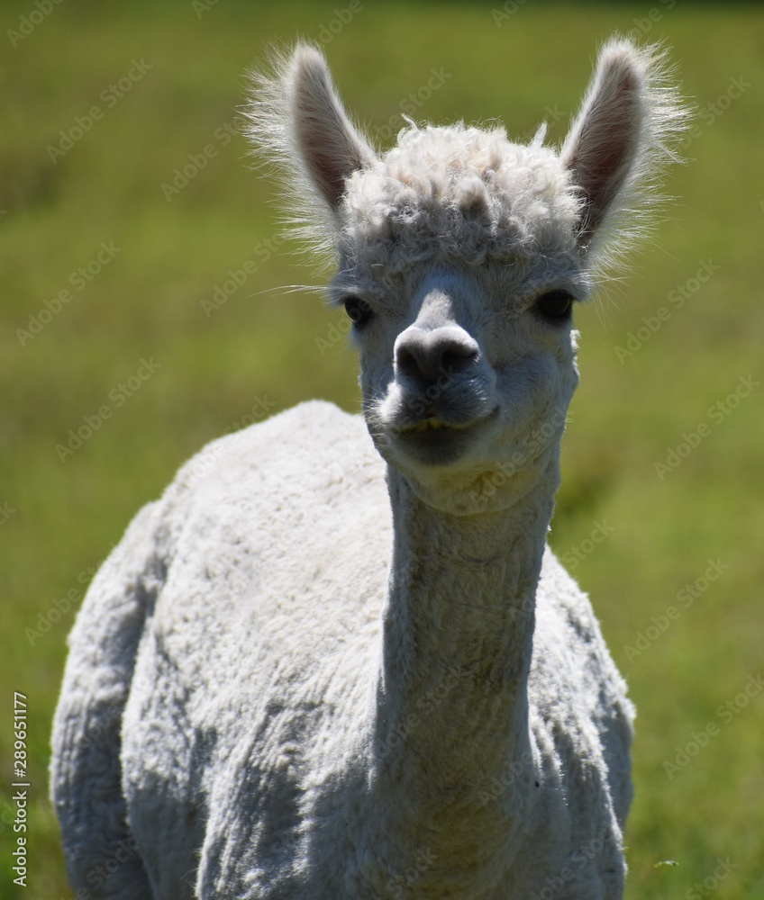 Fototapeta premium Alpaca