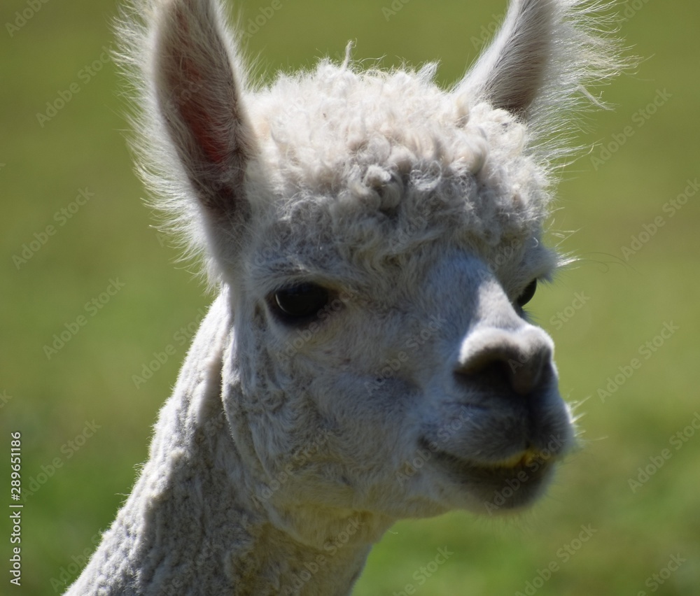 Alpaca