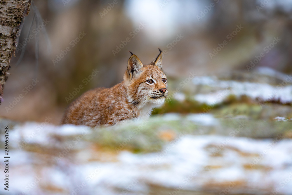 Focused eurasian lynx walking silent in the forest at early winter Focused eurasian lynx walking silent in the forest at early winter