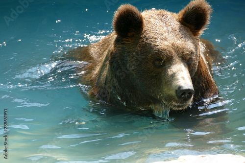 Fotografie Orso bruno europeo