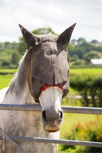 portrait of a horse with a fly mask on to keep the pesky flies away photo