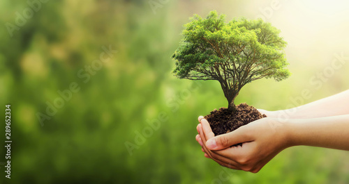hand holding tree on blur green nature background. concept eco earth day photo
