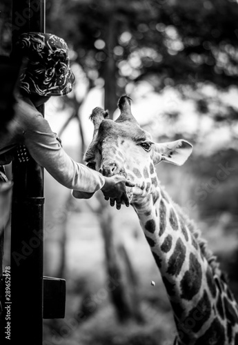 Canvas Print Tourists feed treats to a giraffe